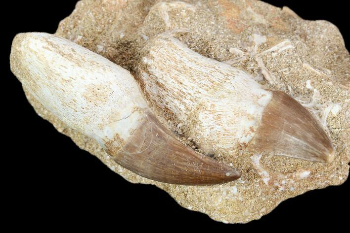 Two Fossil Mosasaur (Prognathodon) Teeth In Rock - Morocco #116991